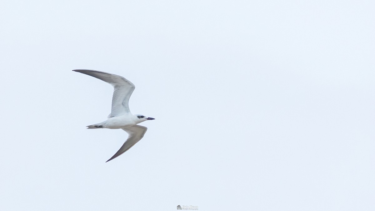 Gull-billed Tern - ML616582675