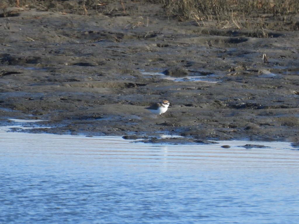 Kentish Plover - ML616582678