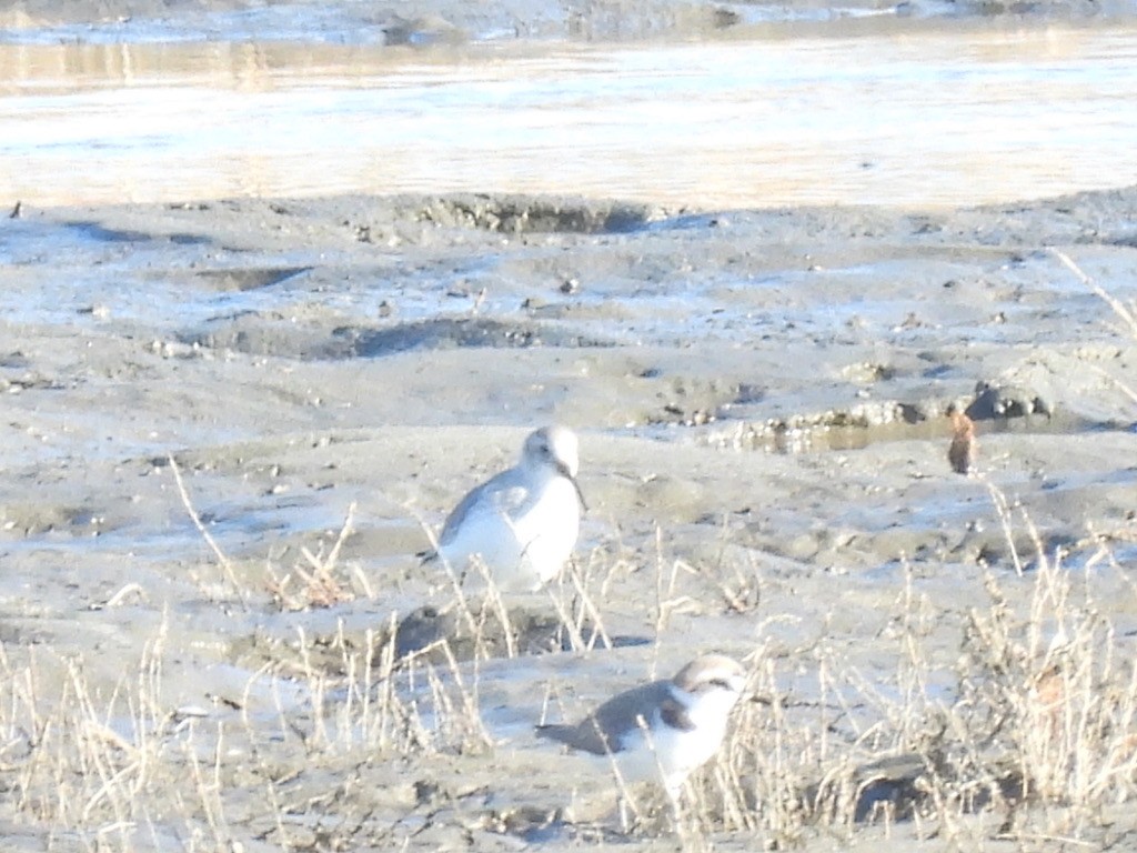 Dunlin - ML616582693