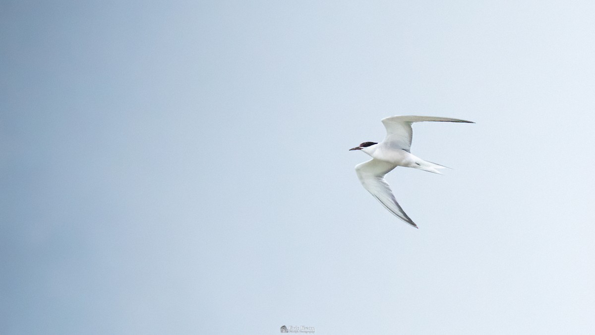 Common Tern - ML616582694