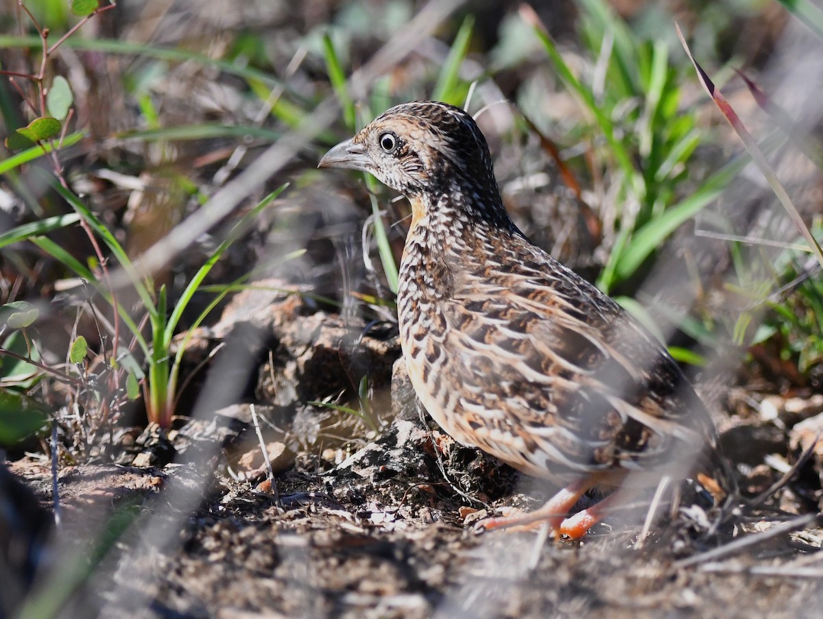 Sumba Buttonquail - ML616582701