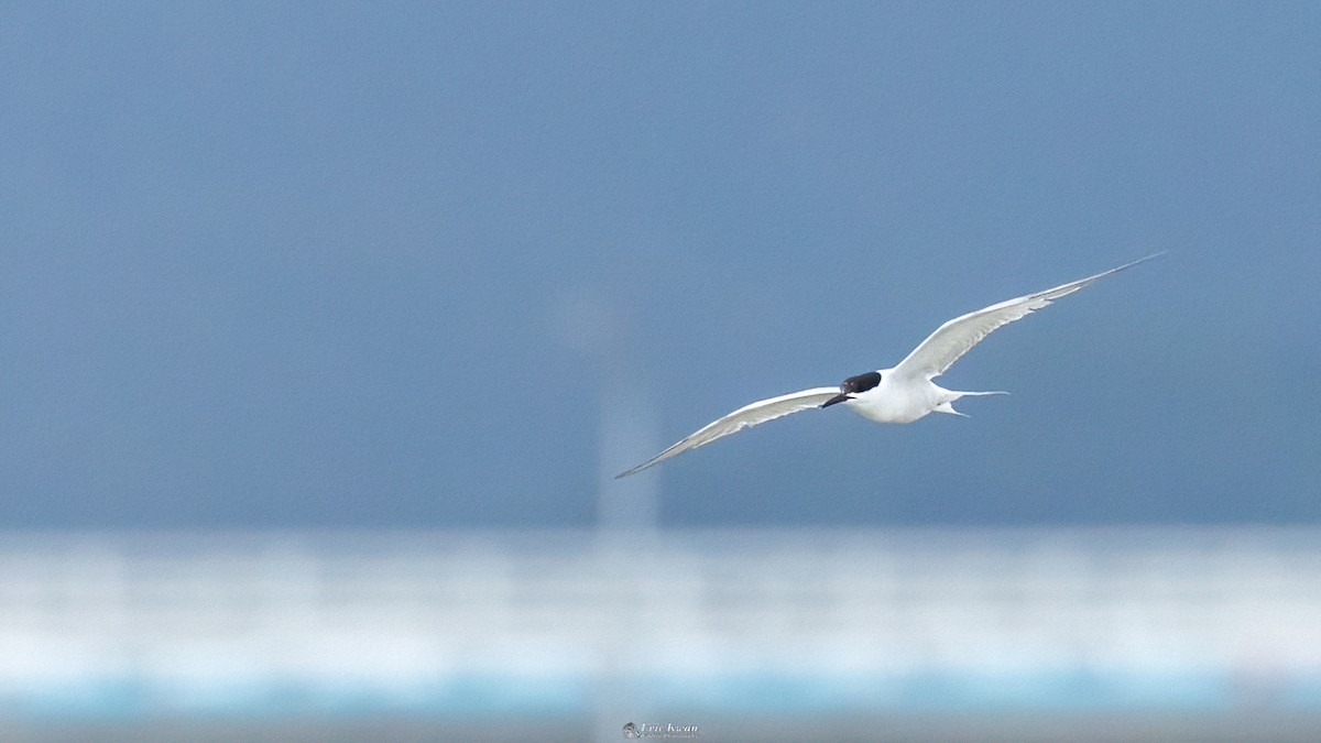 Roseate Tern - ML616582702