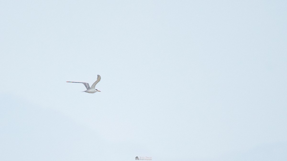 Great Crested Tern - ML616582715