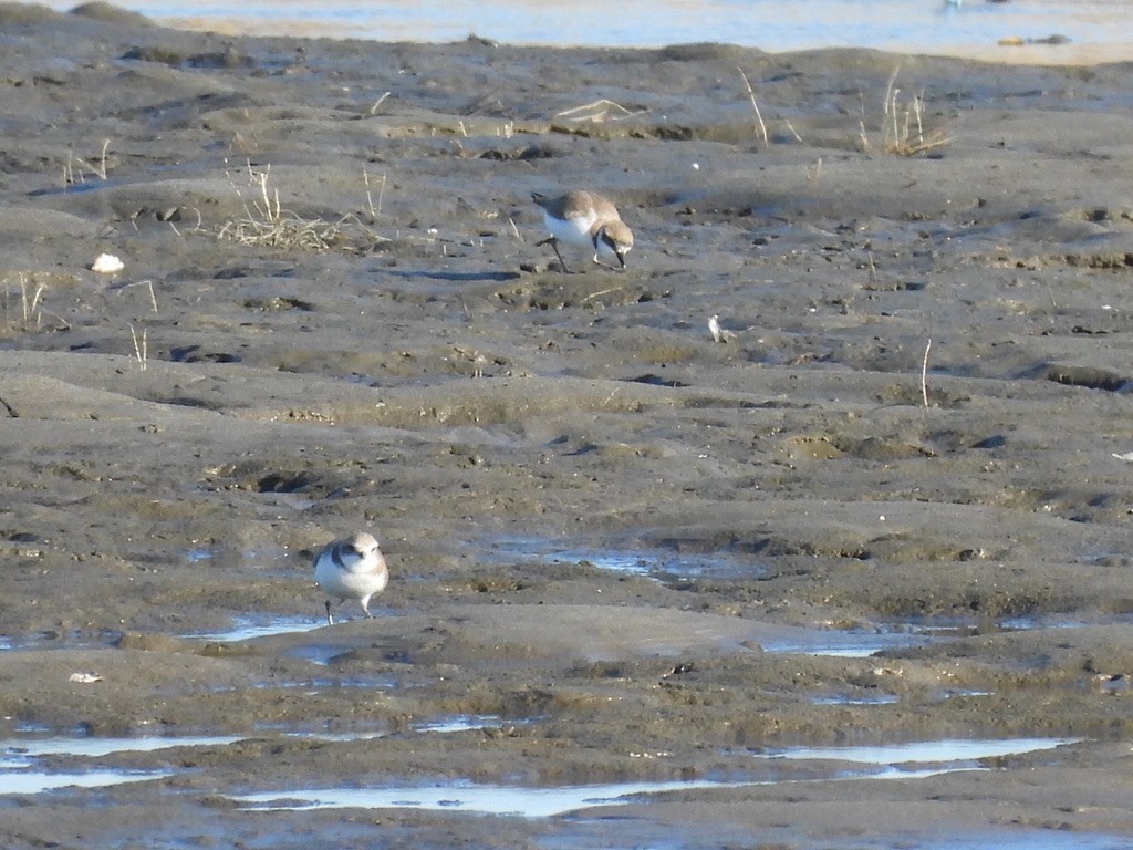 Kentish Plover - Satoshi Ito