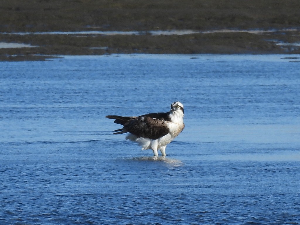 Osprey - Satoshi Ito