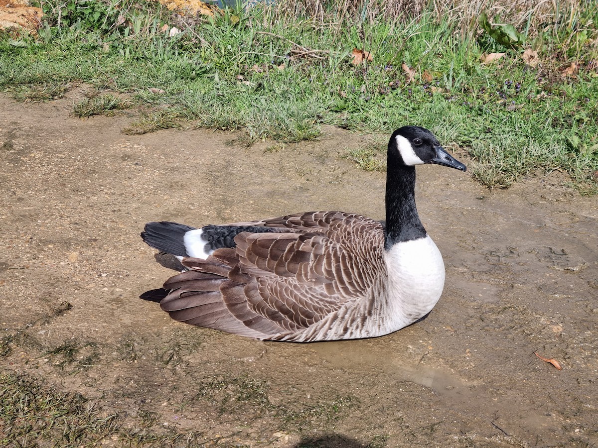 Canada Goose - ML616582730