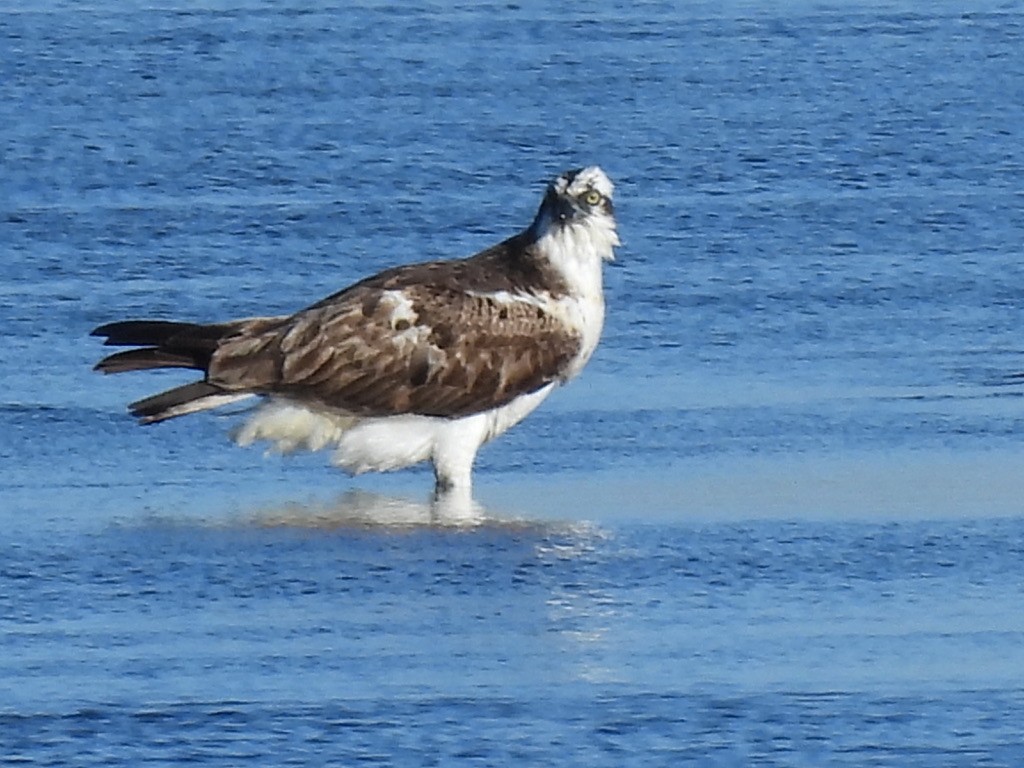 Balbuzard pêcheur - ML616582731