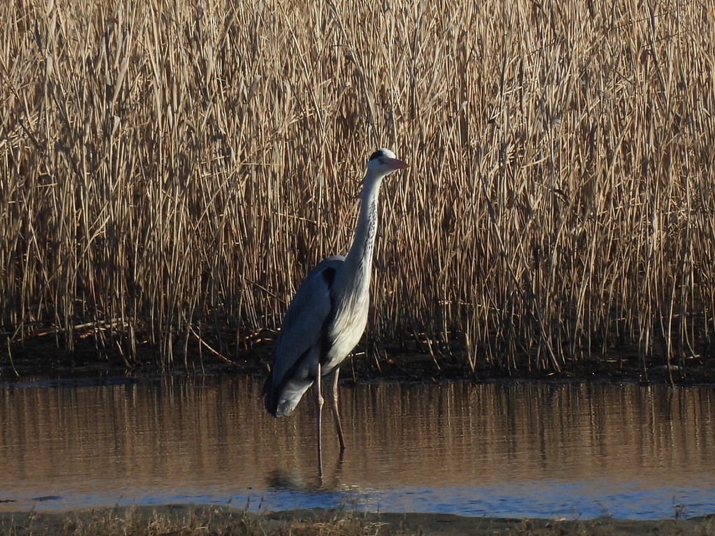 Gray Heron - Satoshi Ito