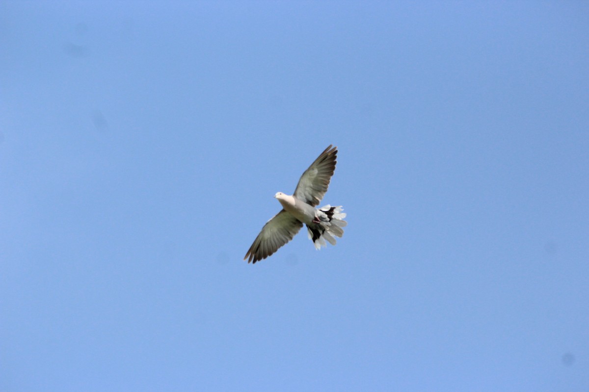 Eurasian Collared-Dove - ML616582749