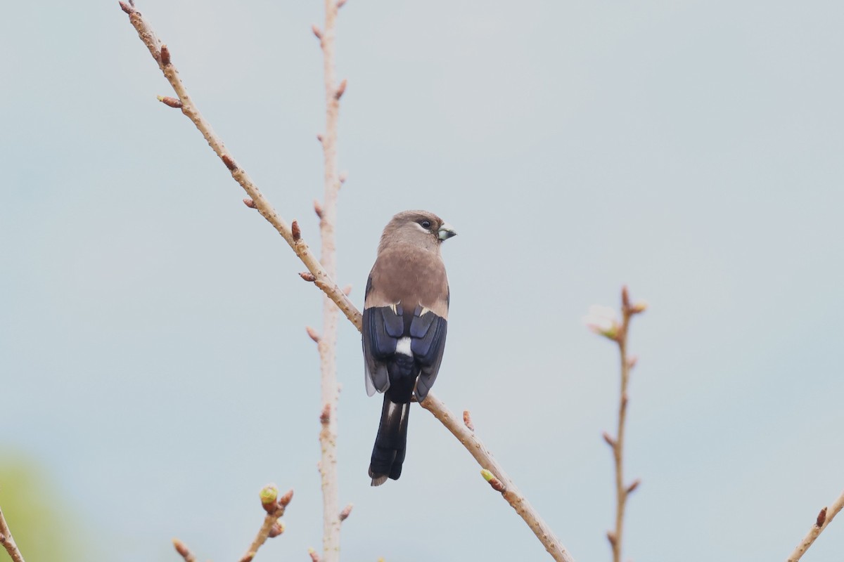 Brown Bullfinch - 志民 蘇