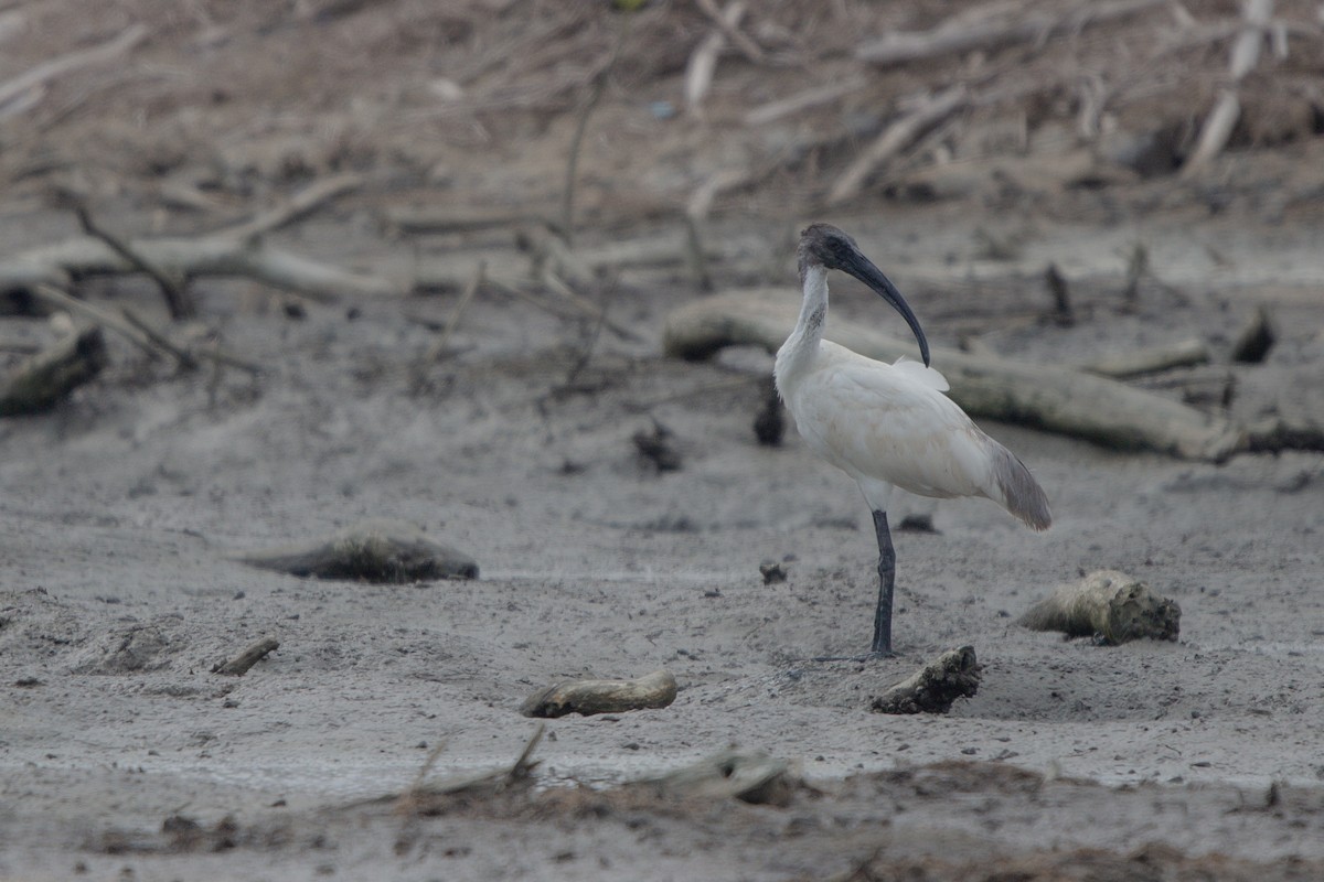 Black-headed Ibis - Pongisara Rollap