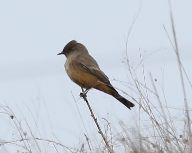 Say's Phoebe - Linda Dalton