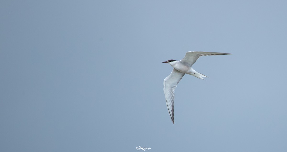 Common Tern - Ken Kwan