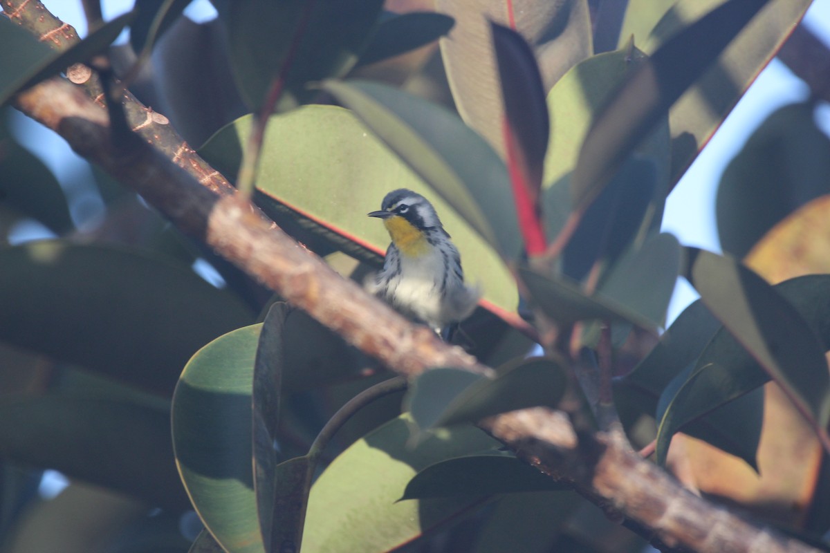 Yellow-throated Warbler - Jeff Smith