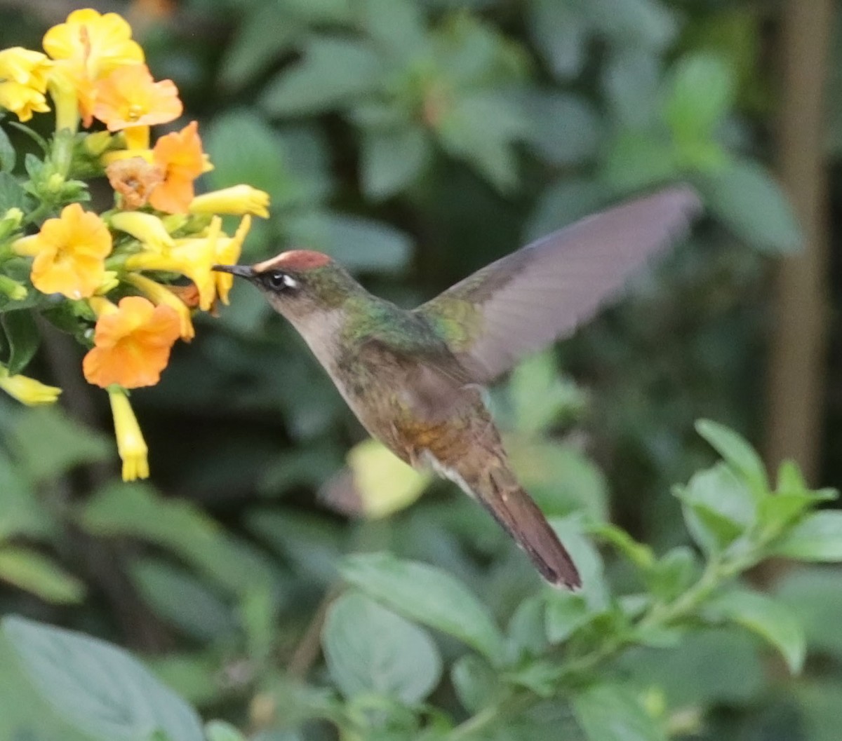 kolibřík čepičatý - ML616582873