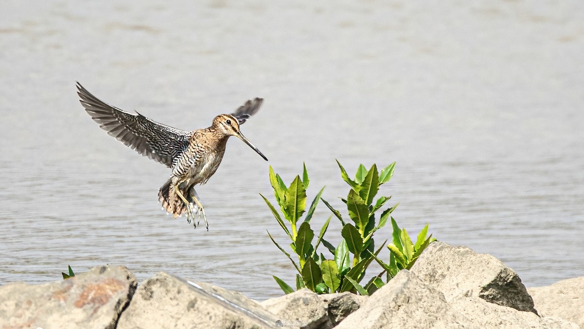 Swinhoe's Snipe - ML616582886