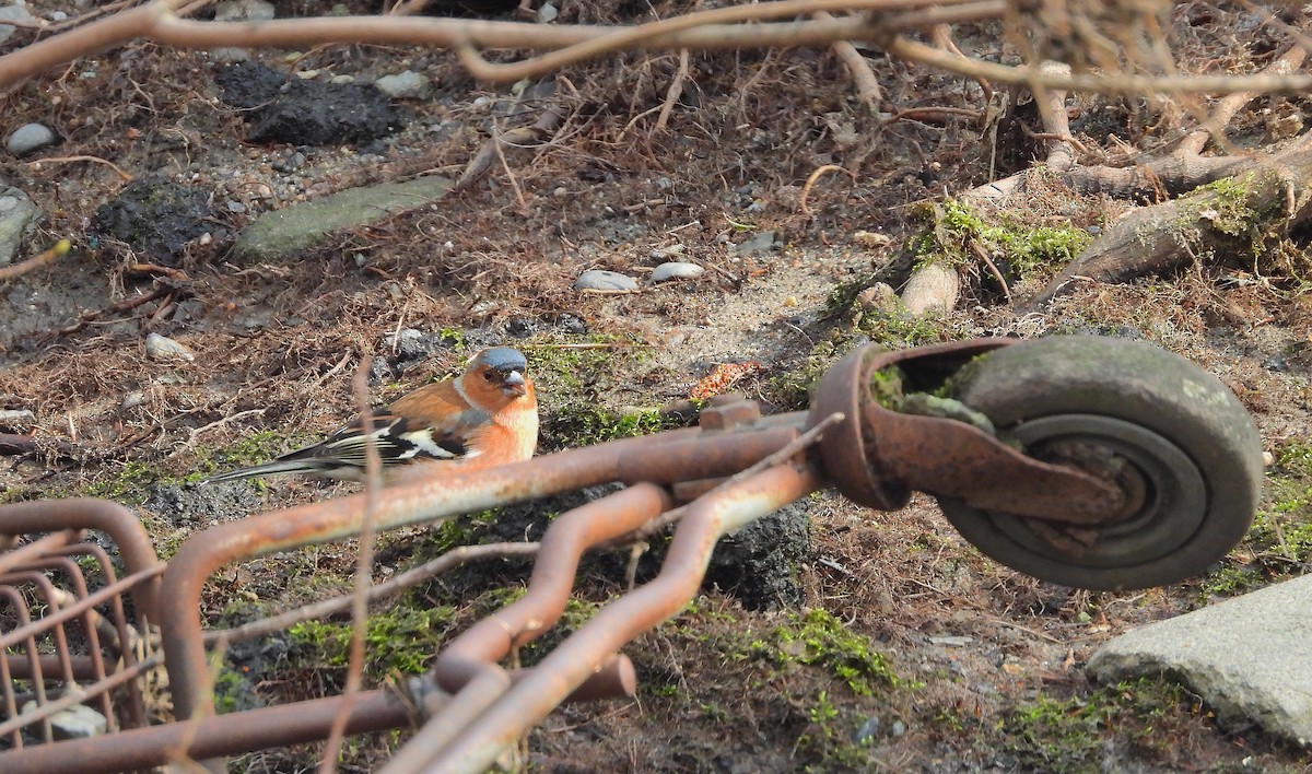 Common Chaffinch - Bruce Hansen