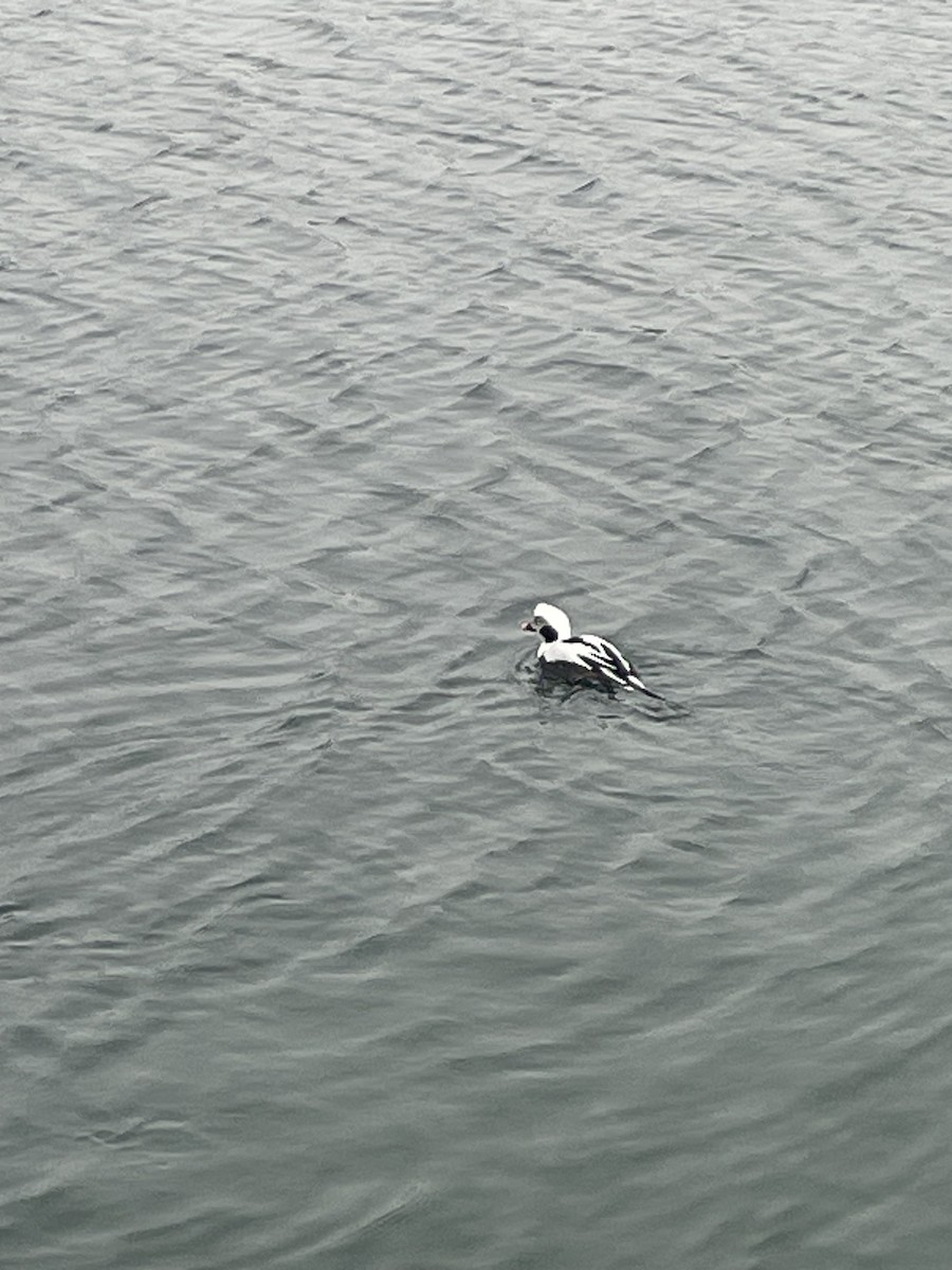 Long-tailed Duck - ML616583010