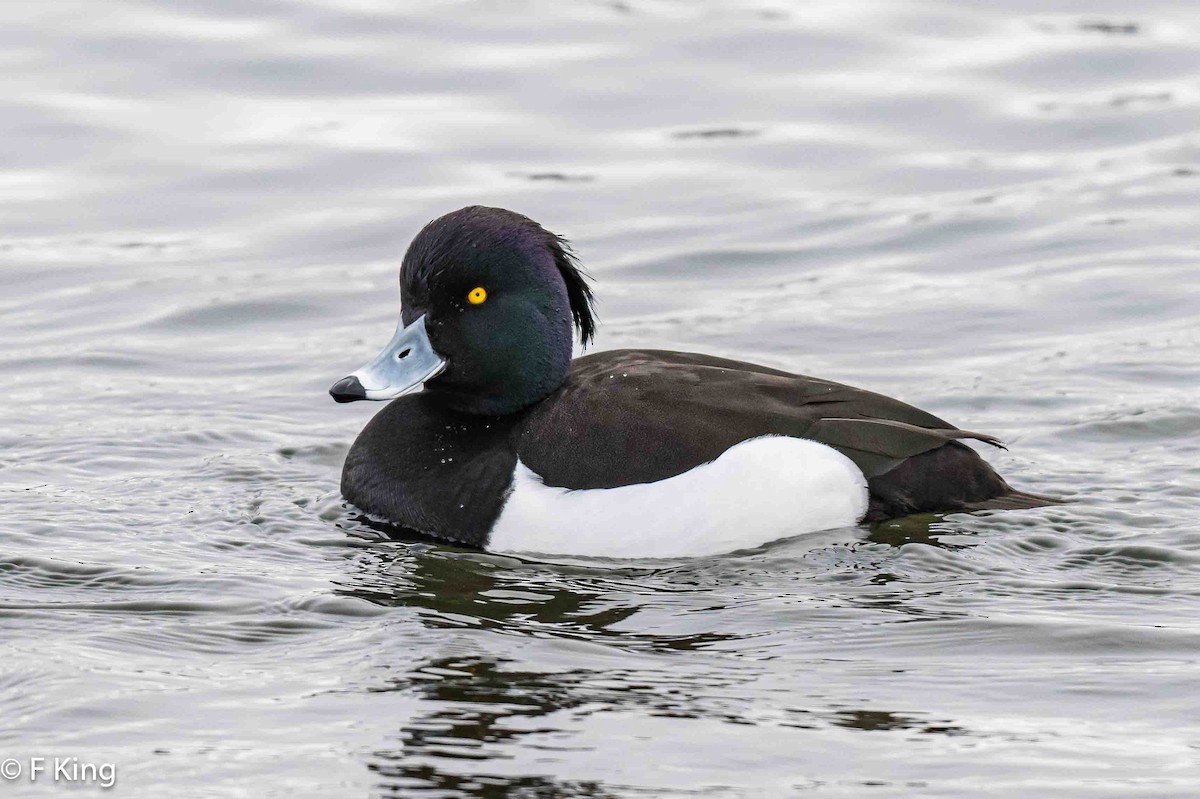 Tufted Duck - ML616583022