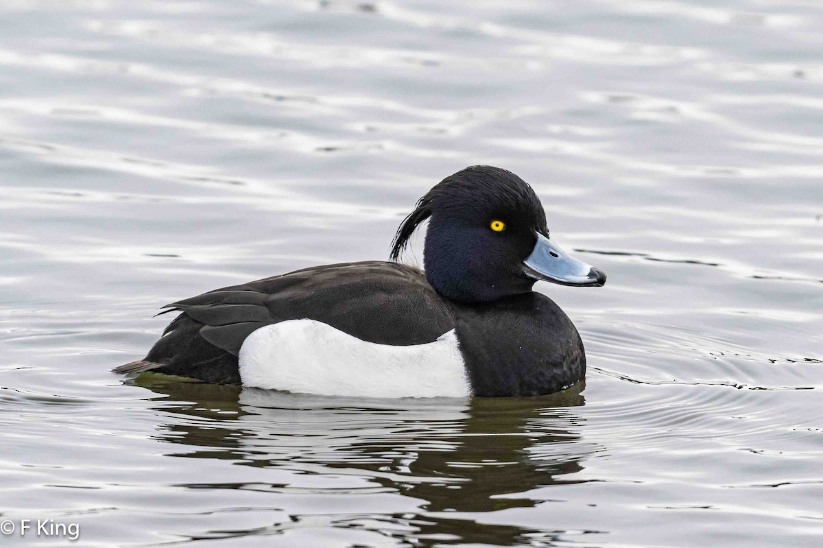 Tufted Duck - ML616583024