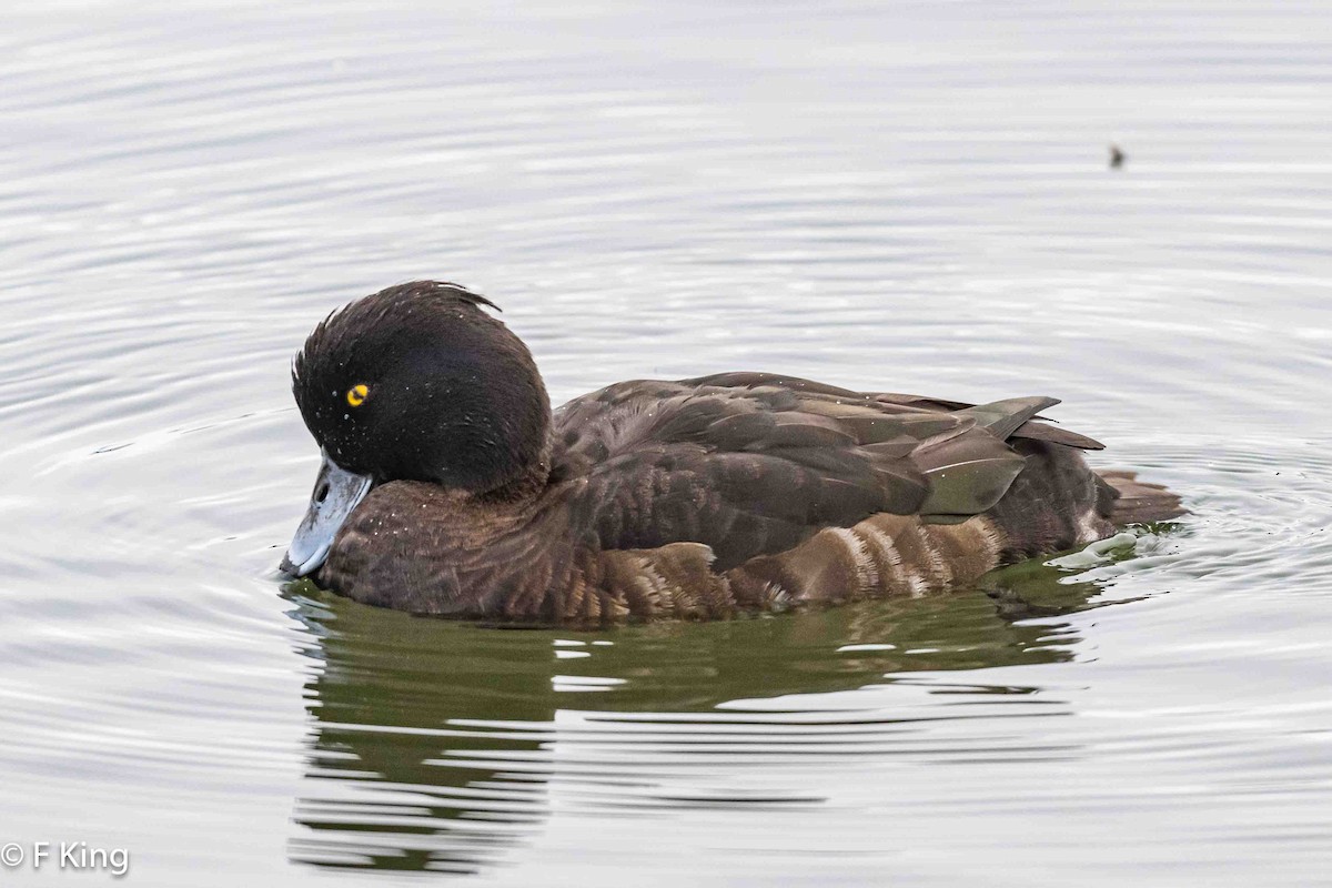 Tufted Duck - ML616583025