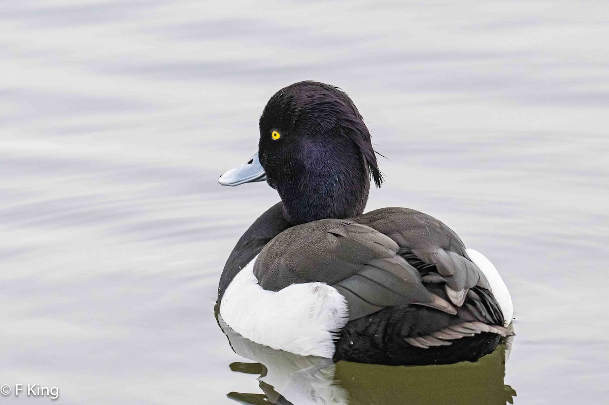 Tufted Duck - ML616583026
