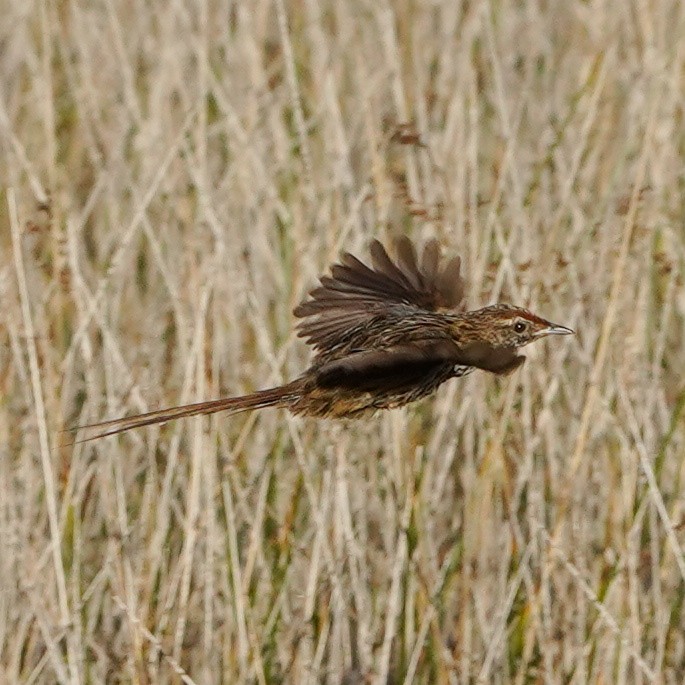 New Zealand Fernbird - Szymon  Bzoma