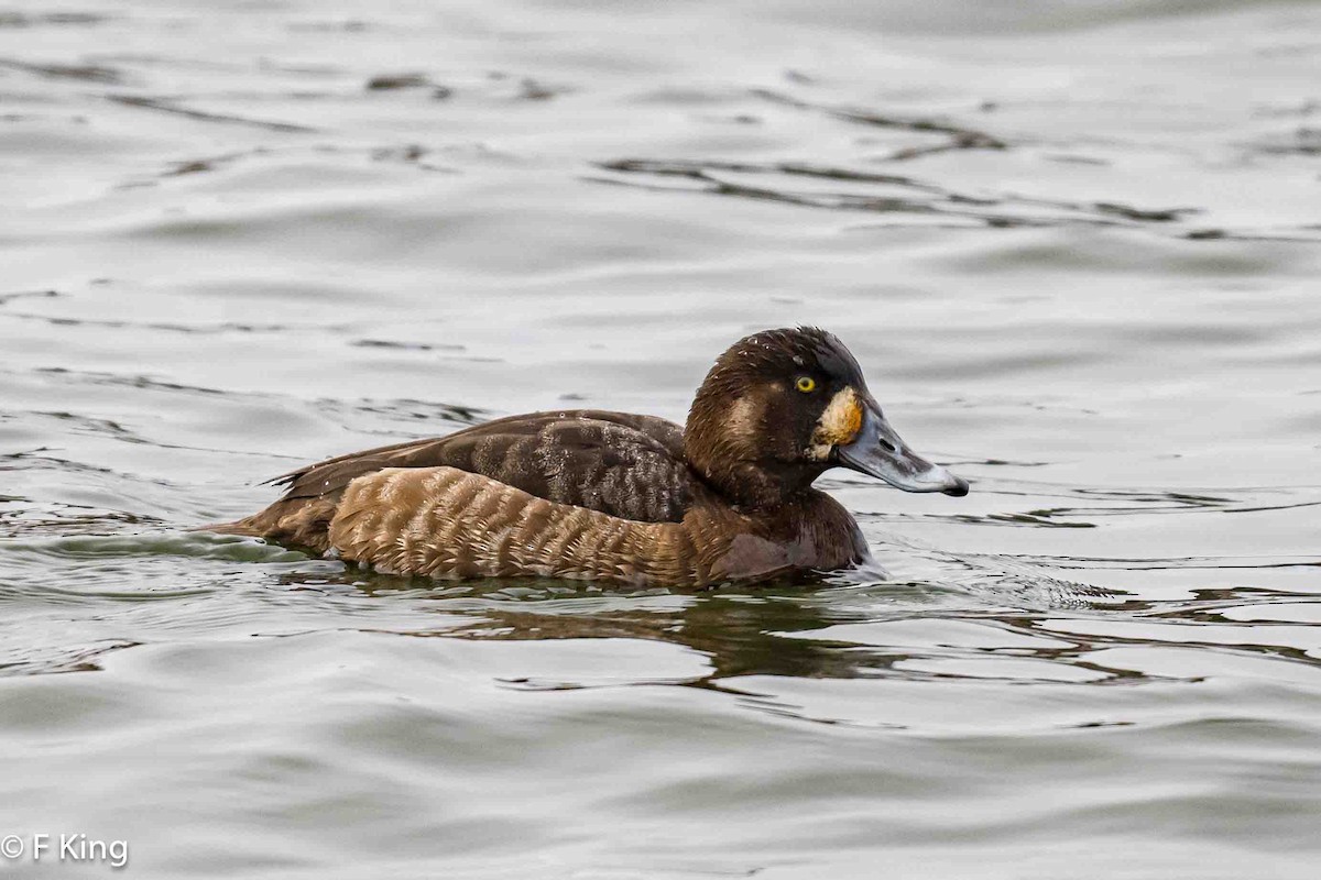Greater Scaup - ML616583063