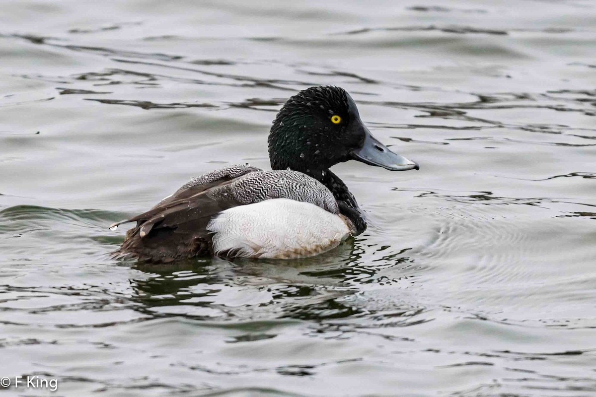 Greater Scaup - ML616583064