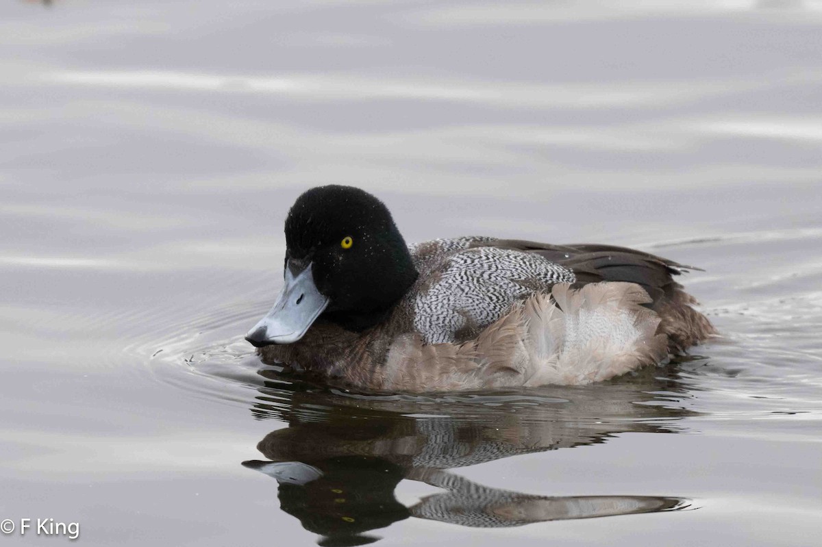 Greater Scaup - ML616583065