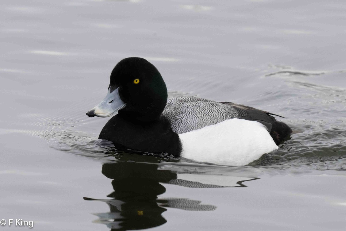 Greater Scaup - ML616583066