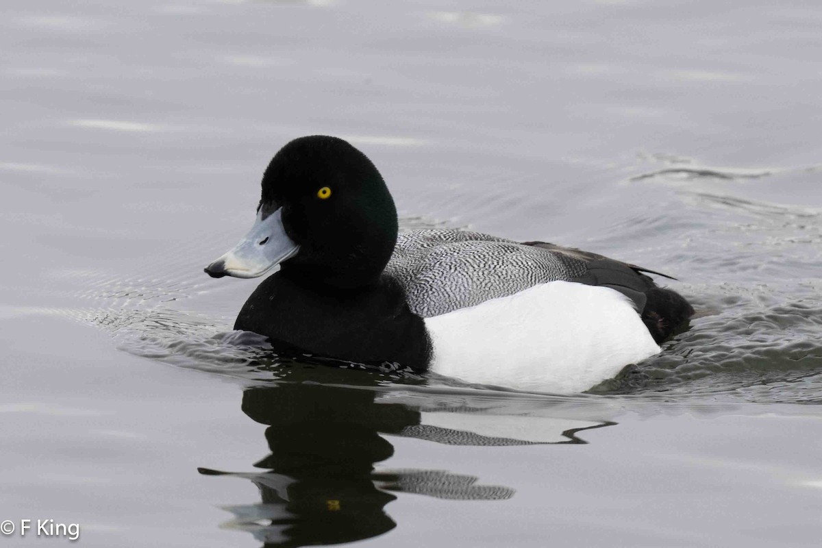 Greater Scaup - Frank King