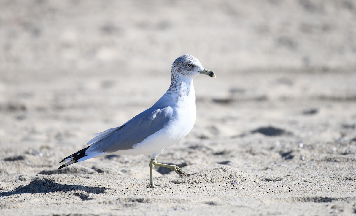Ring-billed Gull - Sze On Ng (Aaron)