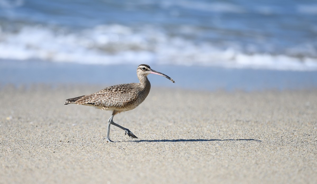 Whimbrel (Hudsonian) - Sze On Ng (Aaron)