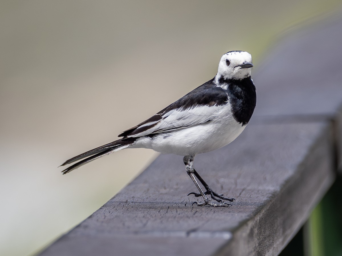 White Wagtail - ML616583087