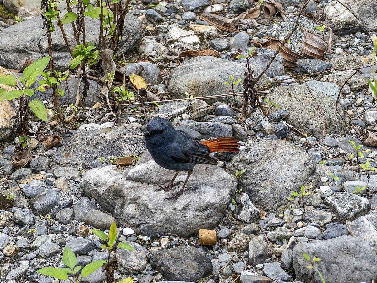 Plumbeous Redstart - ML616583088