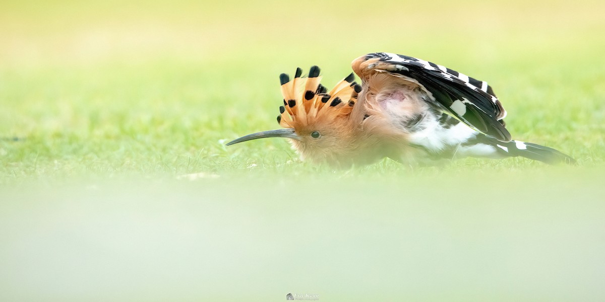 Eurasian Hoopoe - Eric Kwan