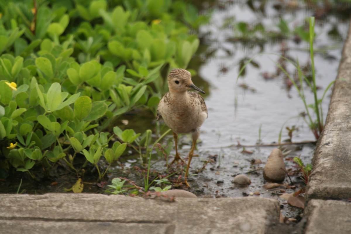 Buff-breasted Sandpiper - ML616583123