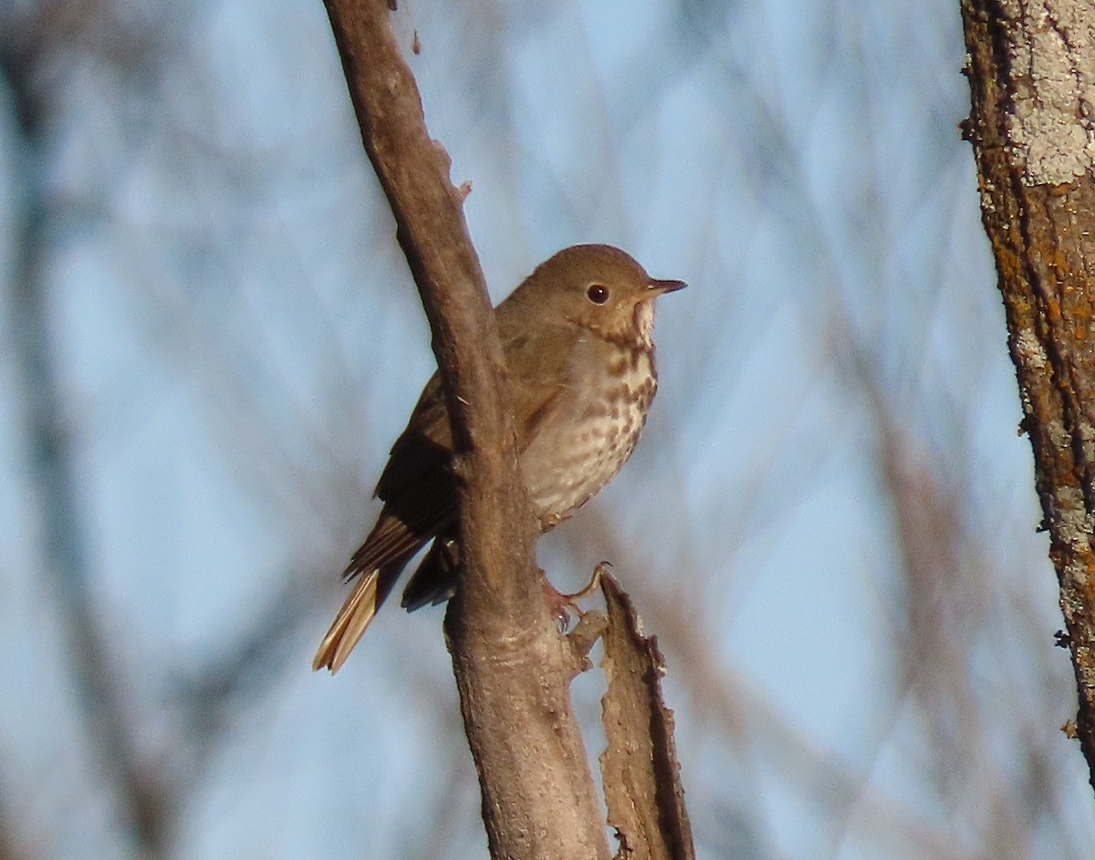 Hermit Thrush - ML616583197