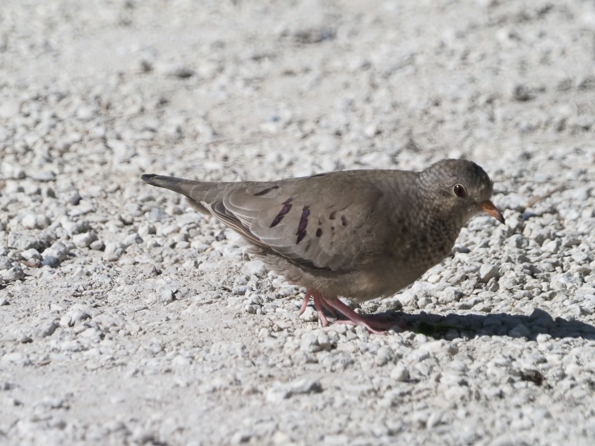 Common Ground Dove - ML616583201