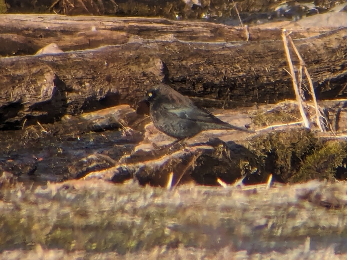 Rusty Blackbird - ML616583208