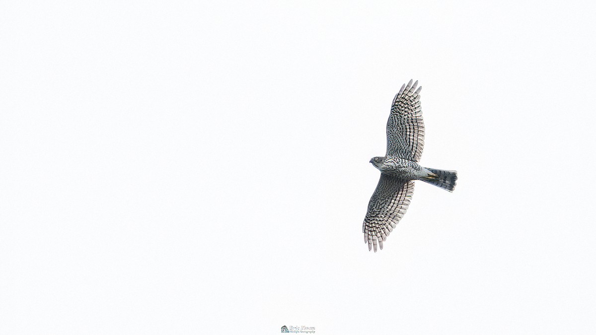 Japanese Sparrowhawk - Eric Kwan