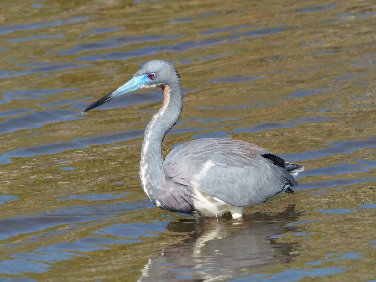 Tricolored Heron - David Zook