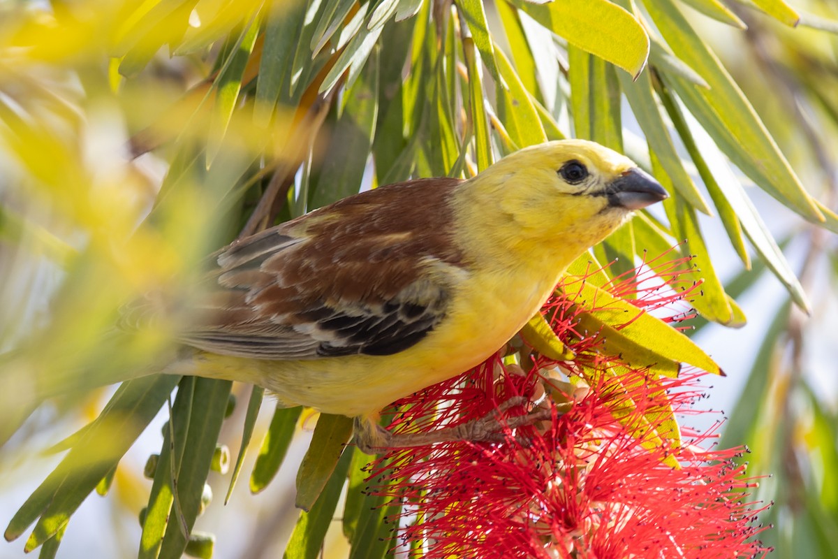 Sudan Golden Sparrow - ML616583256