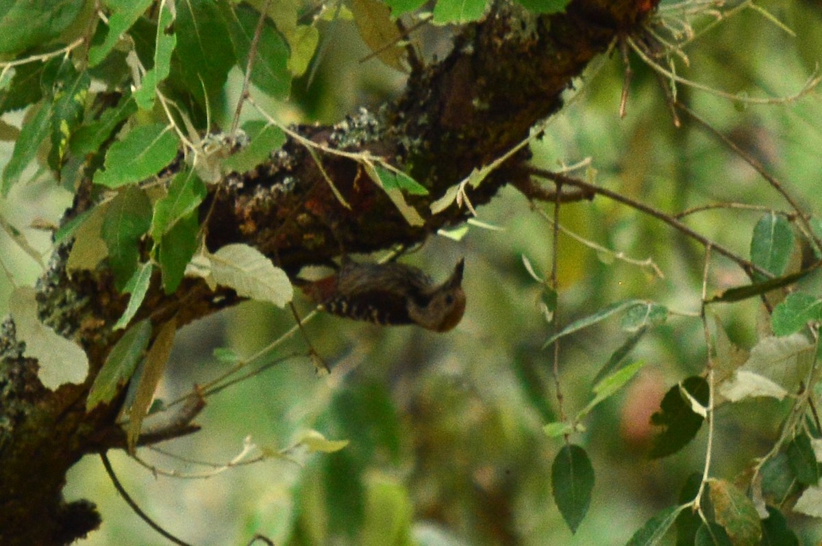 Brown-fronted Woodpecker - Karthik Thrikkadeeri