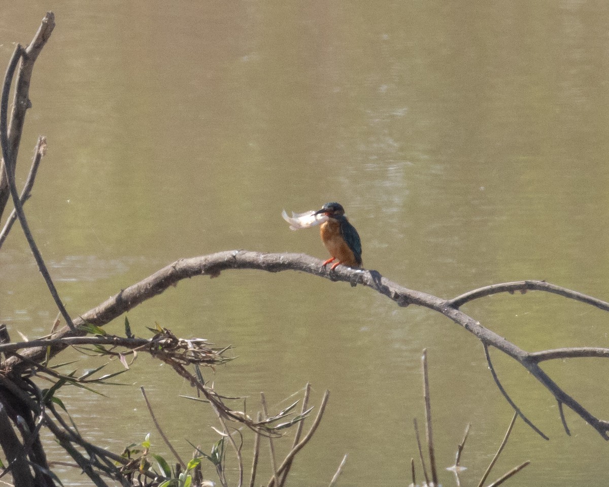 Common Kingfisher - Dixie Sommers