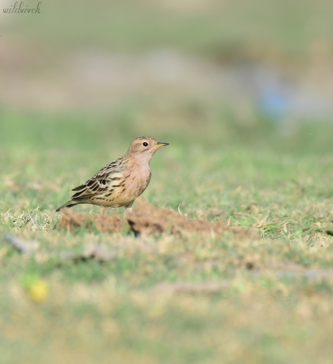 Red-throated Pipit - ML616583354