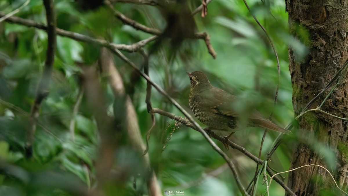 Siberian Thrush - Eric Kwan