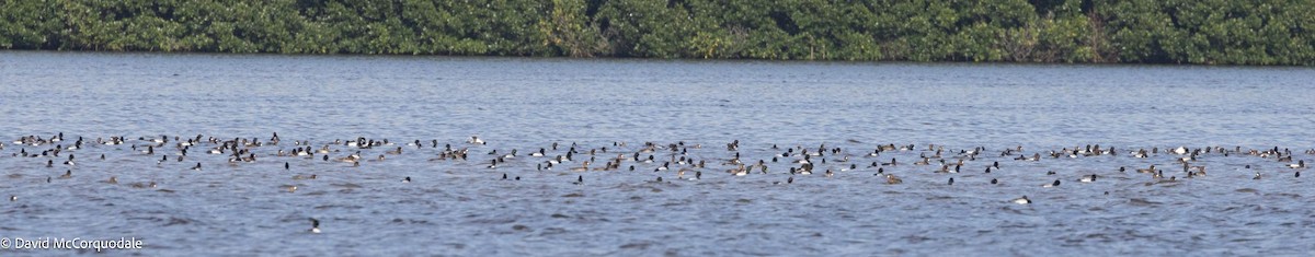 Lesser Scaup - ML616583421