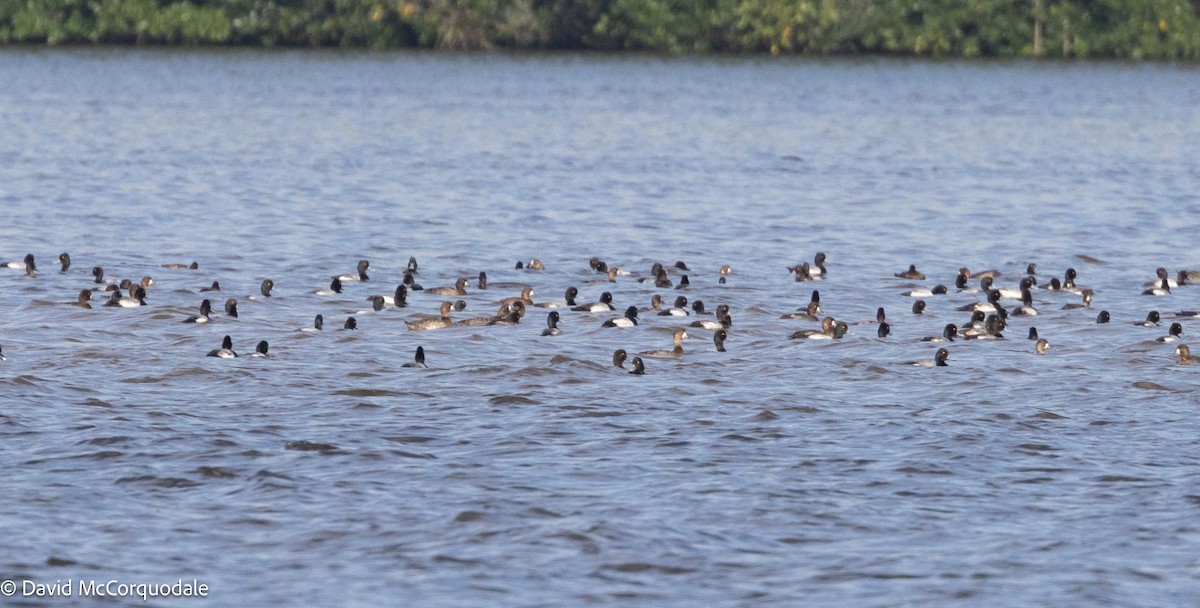 Lesser Scaup - ML616583422